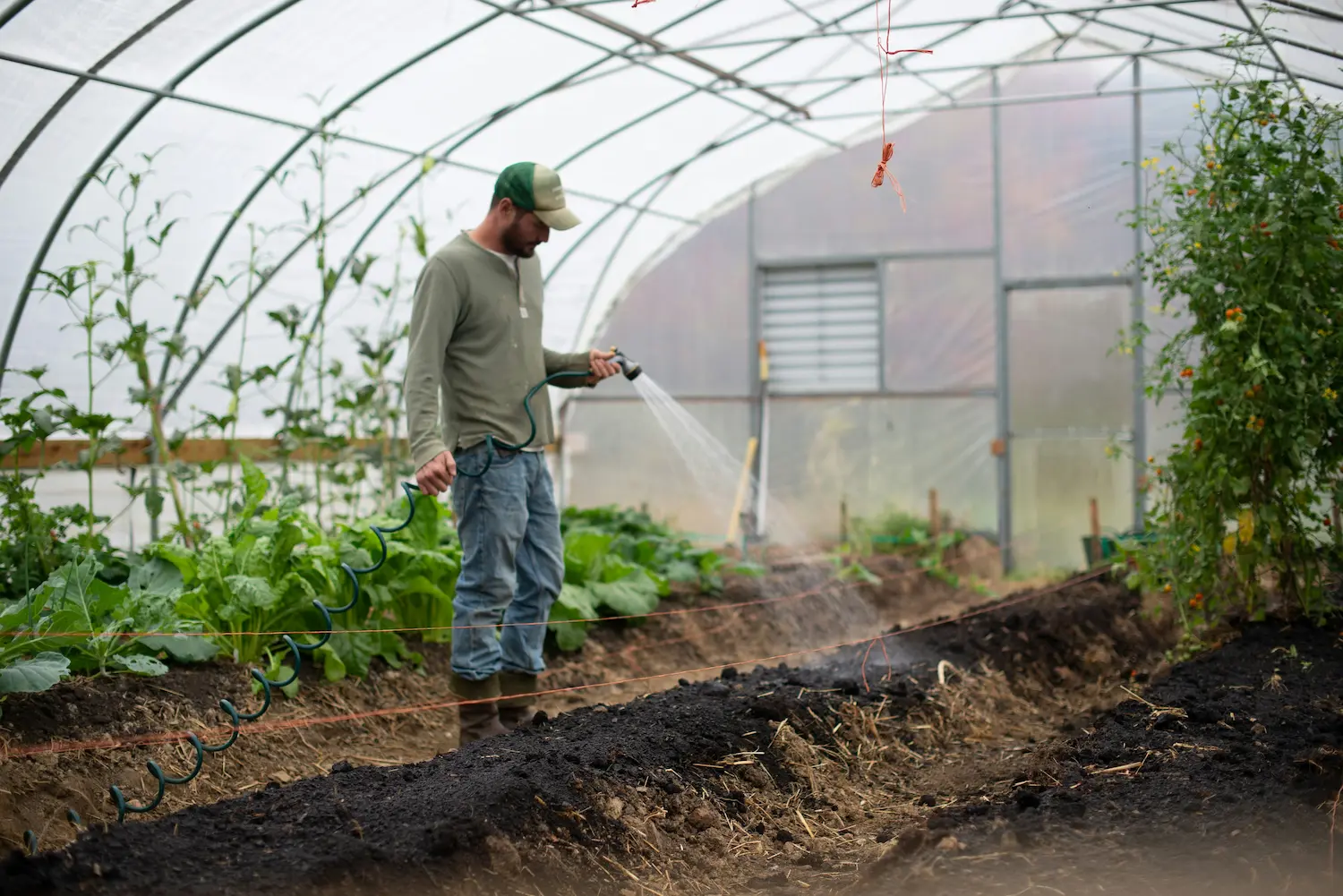 Farmer watering crops inside a greenhouse
