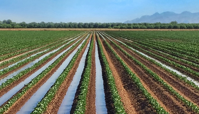 mazzei over irrigated crop rows